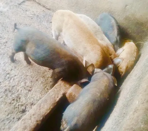 Leitoa viva/porcos