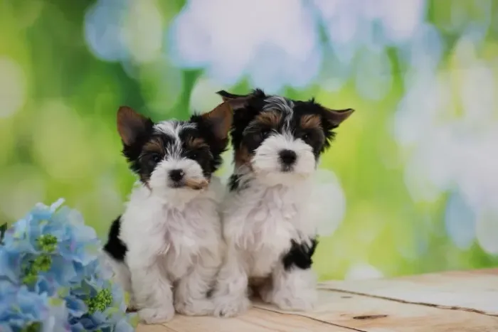 Biewer Terrier Macho Tricolor Perfeito para Famílias e Crianças