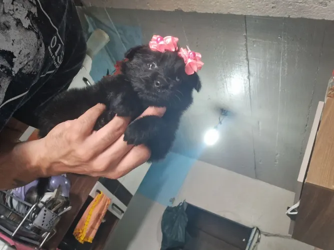 Poodle miniatura preta  380