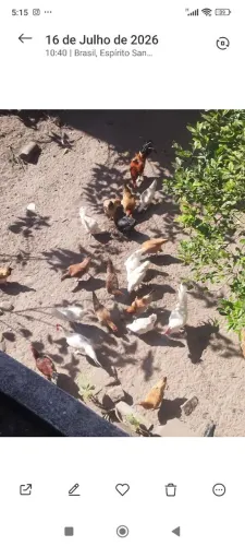 Vende se galinha caipira