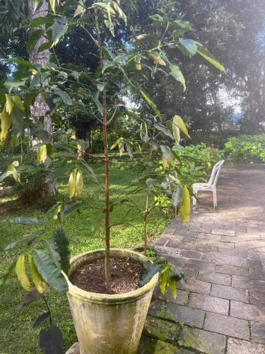 FRUTA ACHACHAIRU