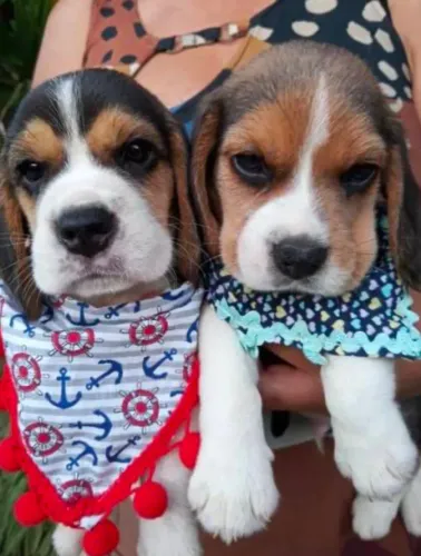 Tricolor é Bicolor ! Cores Lindas ! Beagle