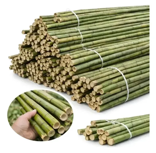 Bamboo para decoração