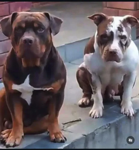 Casal de American Bully tricolor 