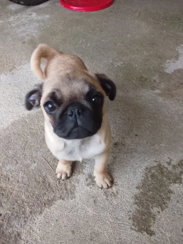 Vendo filhote de Pug macho 