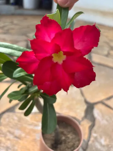 Rosa do deserto