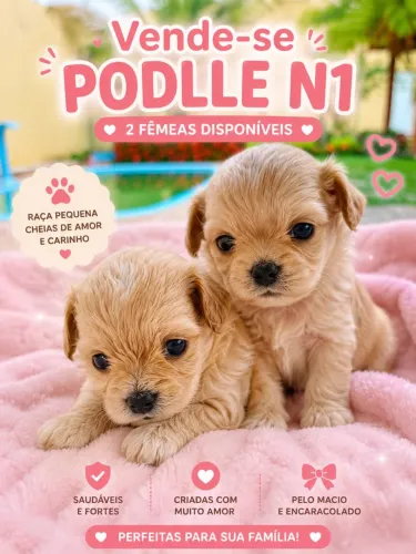 Podlle n1 2 fêmeas diponiveis