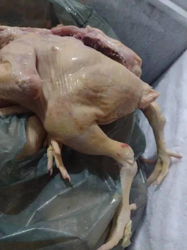 Frango abatido promoção só hoje R$ 9,50 o kg