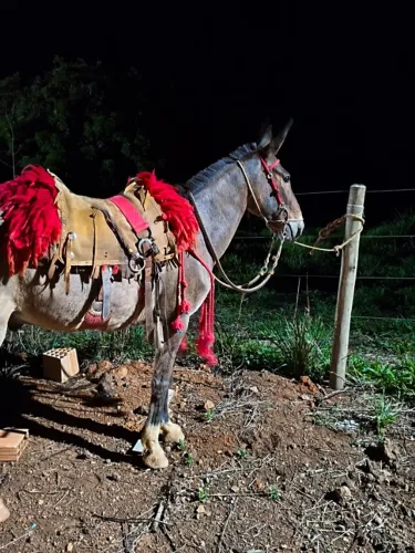 Burro manso de criança andar