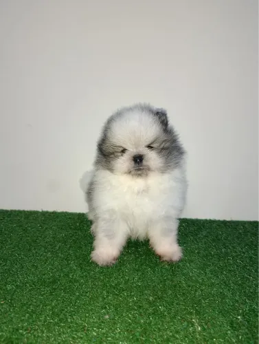 Lulu da pomerania anão padrão ursinho bibelô 