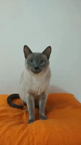 Doação de gatinho medroso e um pouco arisco no RJ