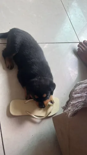 Vendo rottweiler cabeça de touro com americano 