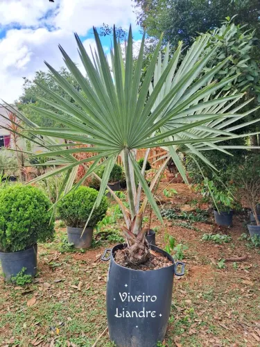 Palmeira Azul de Jardim
