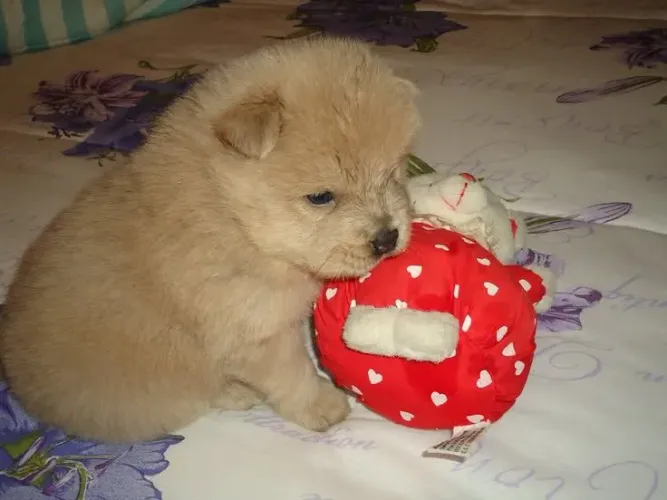 Filhote Chow-chow, O presente perfeito para você e sua família tem quatro patas!
