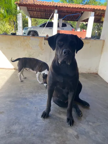 Cabe corso fêmea para cruzar