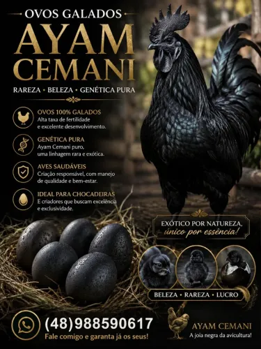 Ovos Galados /Ayam cemani