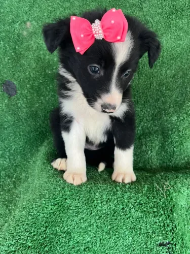 Border collie vendas