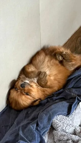 Fêmea lulu da Pomerânia
