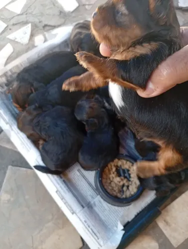 Cachorro 