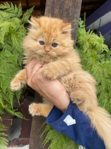 Filhotinhos de Gato persa Macho e Fêmea com Exame e Pedigree