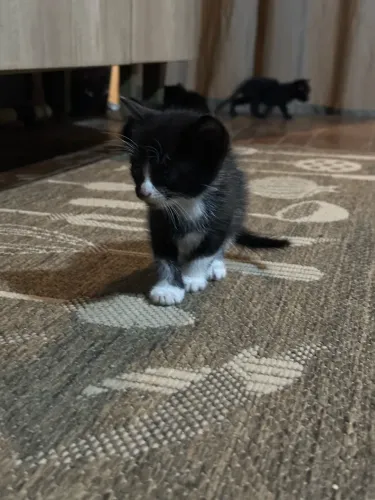 Doação de gatinhos 