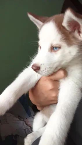 Husky siberiano filhote