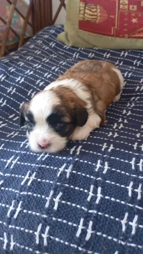 Lhasa Apso macho e fêmea disponível 