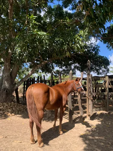 Cavalo mestiço!