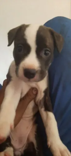 Pit bul American