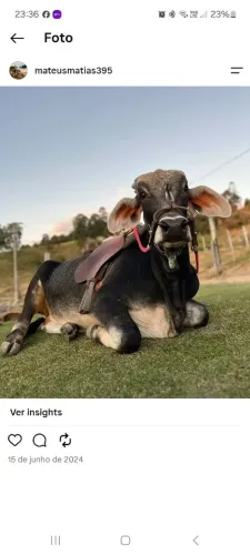 Boi de cela já domado Está deitando certinho fasso rolo em crf