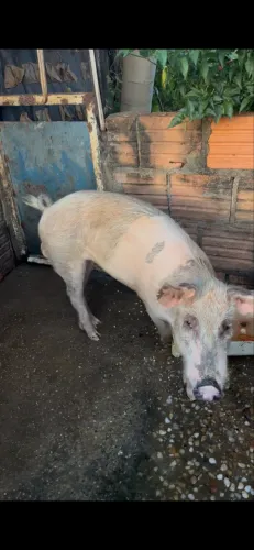 Vendo porco reprodutor 