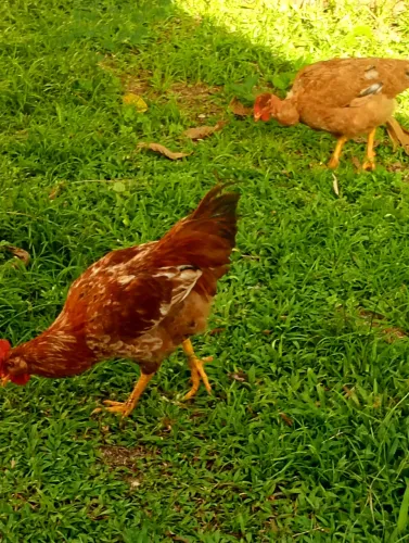 Casal de galinhas caipiras