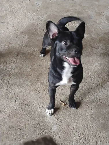 Doação Responsável de um cachorro muito lindo