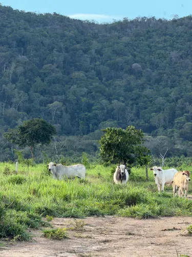 Fazenda no Apiaú Mucajaí Roraima Poteira fechada