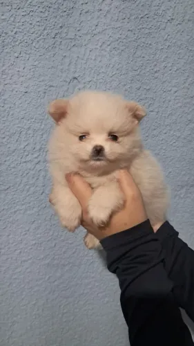 Lulu da Pomerânia 