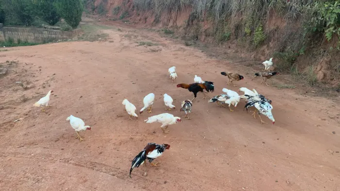 Vendo frangos e frangas índio