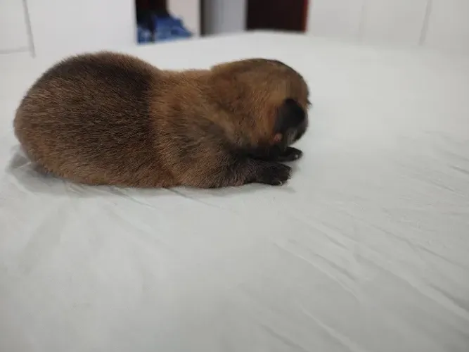 Cachorro