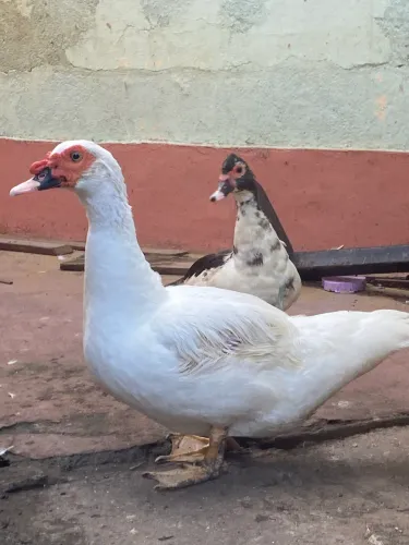 Casal de pato