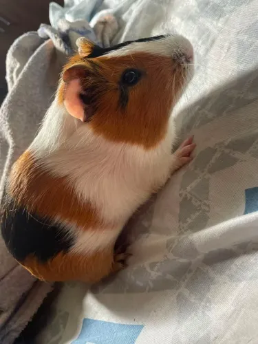 Porquinho da índia