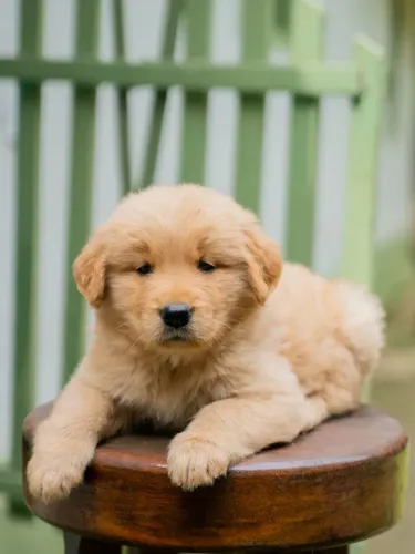 Fêmea de Golden Retriever, Vacinada,Vermífugada , Robusta e Linda !!