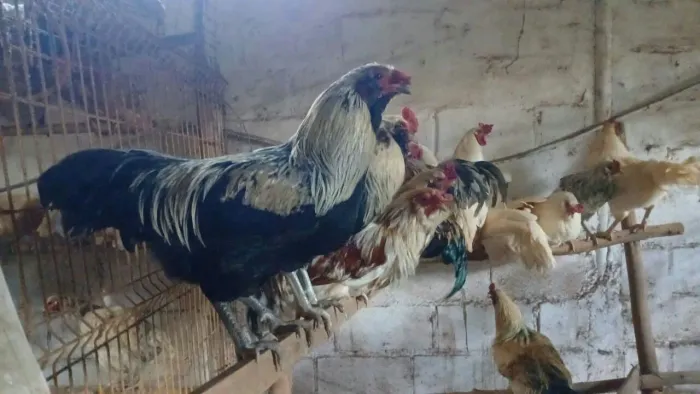 Galo Ameraucana