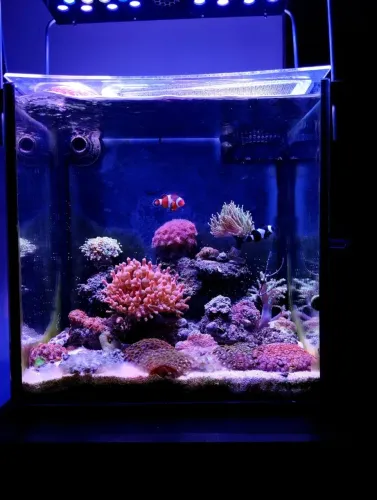 Luminária aquário Marinho
