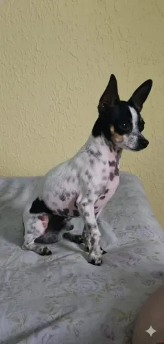 Pincher macho! Leia o anúncio! 