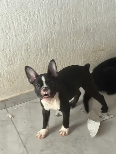 Bulldog macho