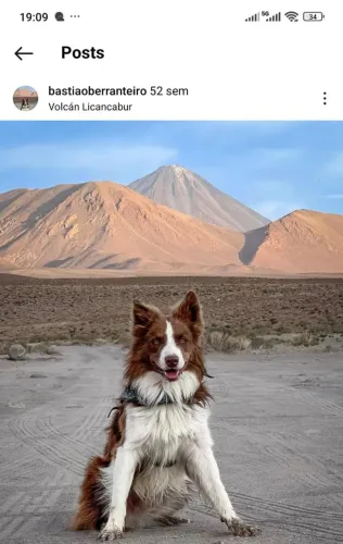 Border collie fêmeas 