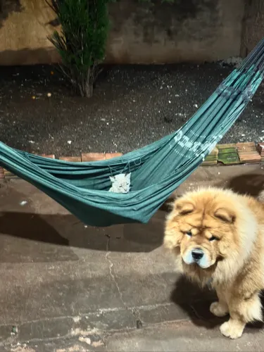 Filhote de chow chow