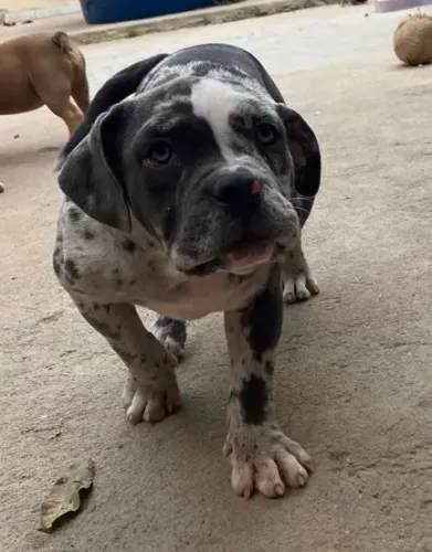 Cachorro american bully