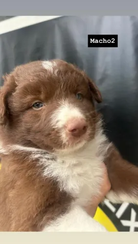 Vendo filhotes boder collie
