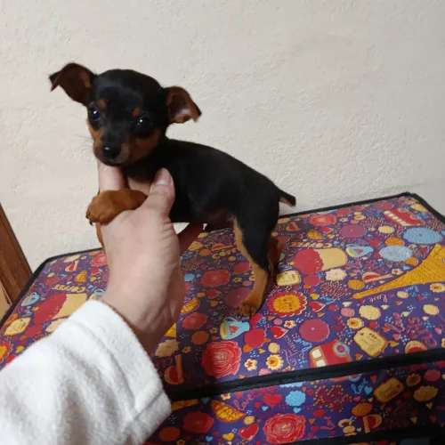 pinscher machinho