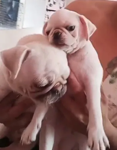 Pug branca 